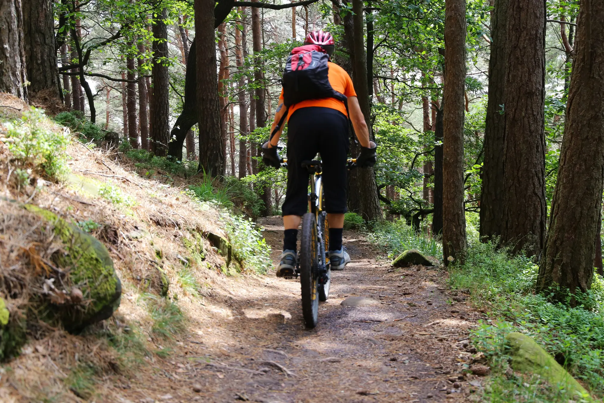 Mountainbiken im Schwarzwald - © AdobeStock_234622596