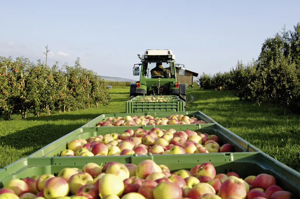 Apfelernte - © AGCO GmbH Fendt Marketing