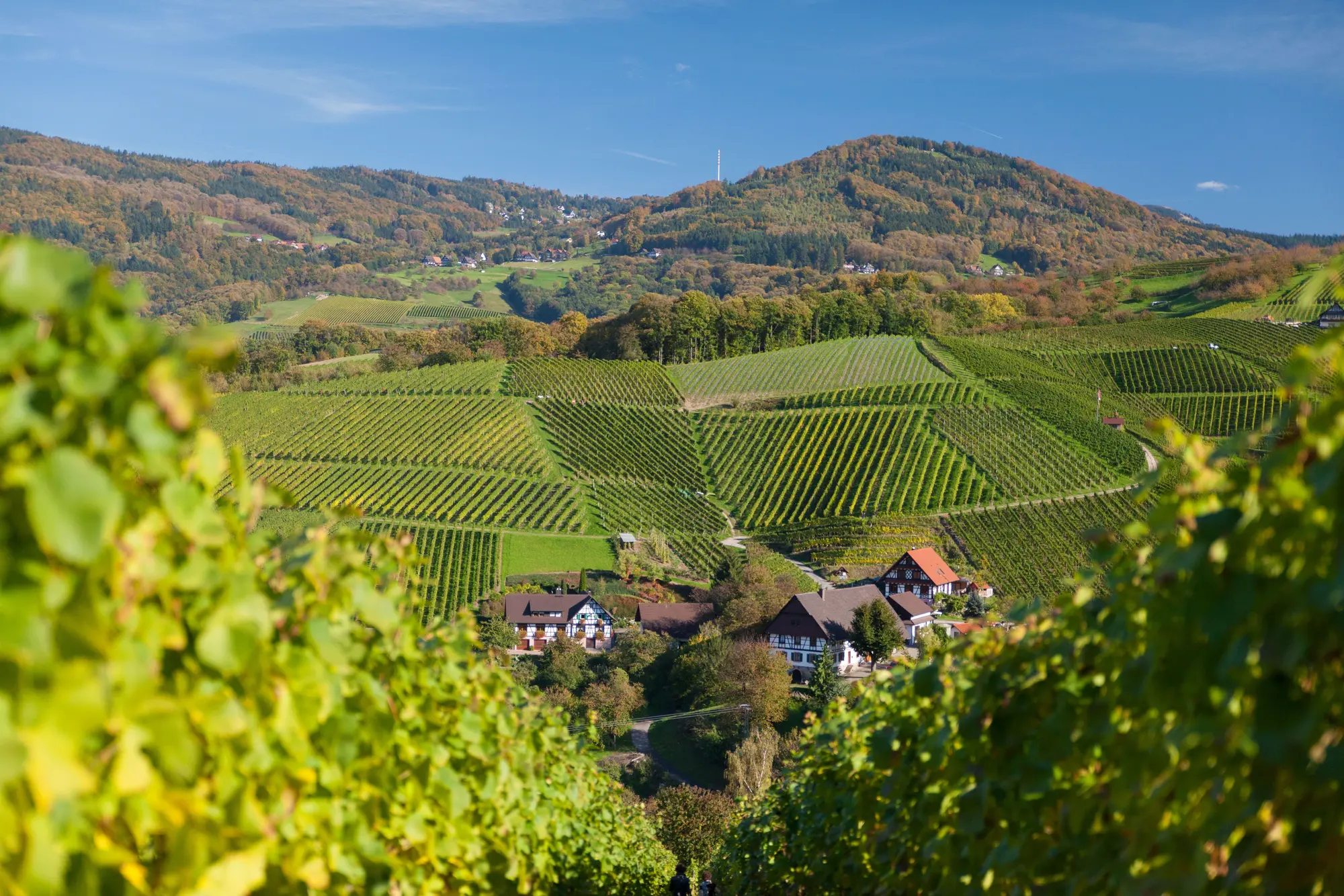 Weinreben in Sasbachwalden - © TI_Sasbachwalden