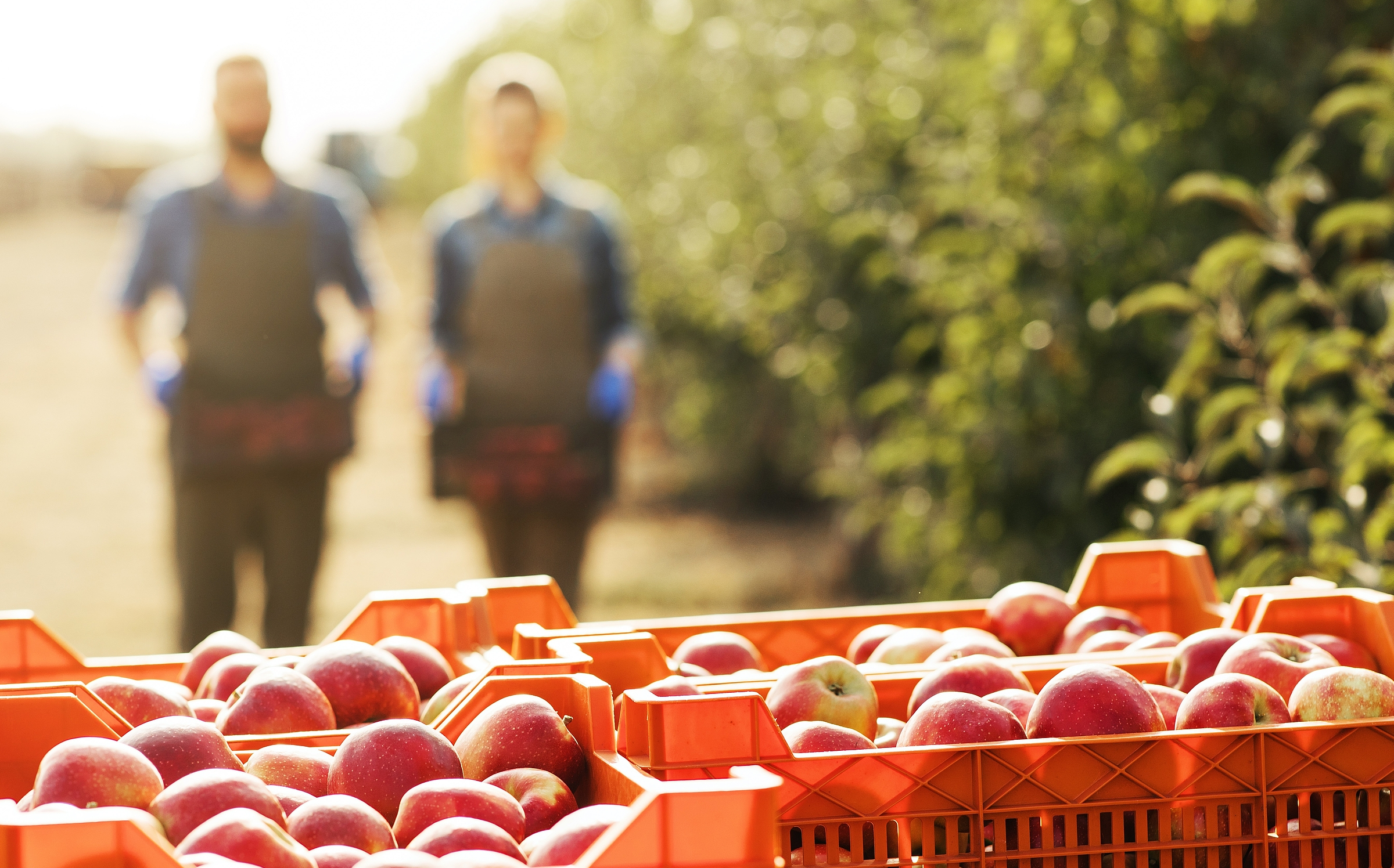 Landurlaub mit regionalen Produkten - © Prostock-studio - stock.adobe.com