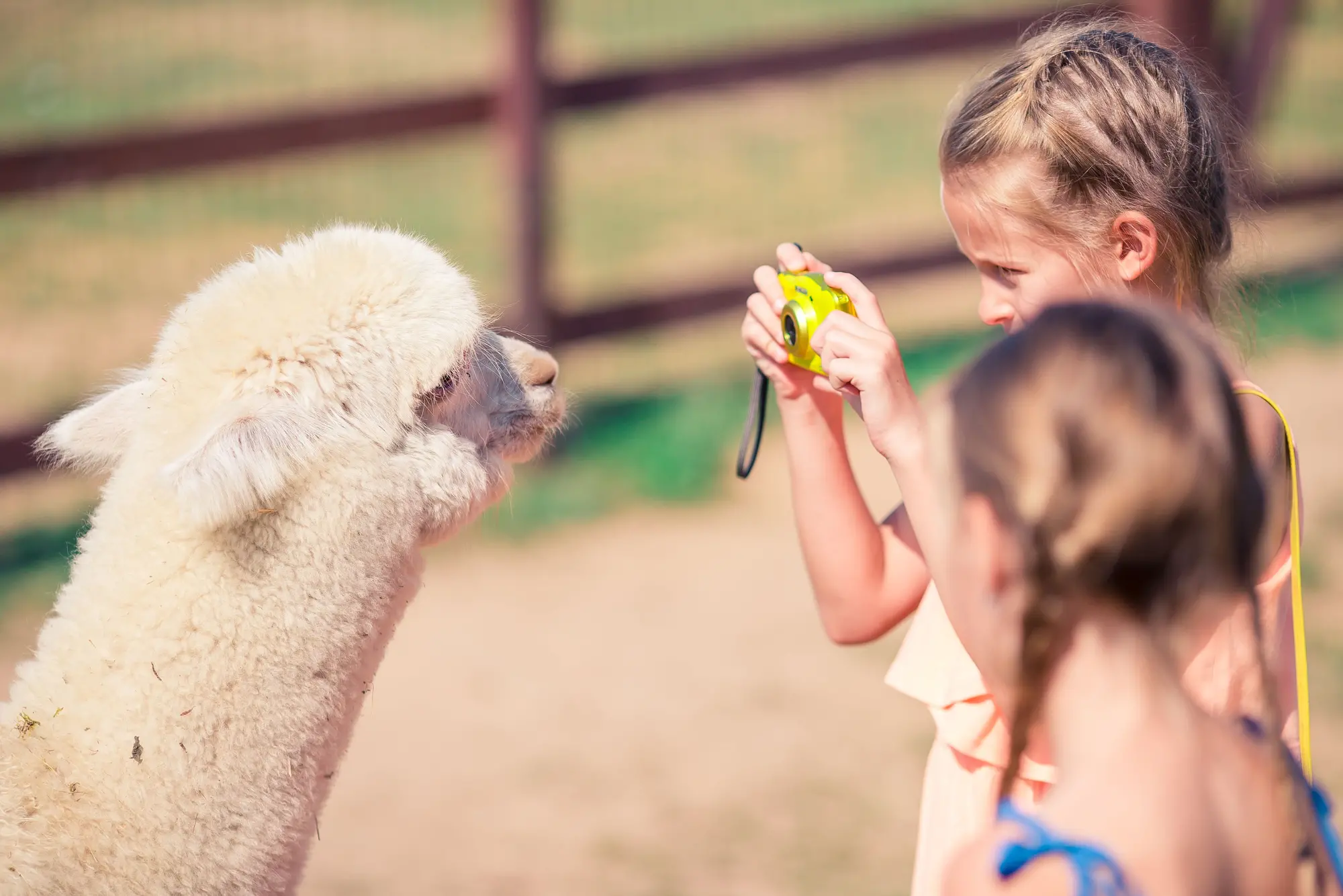 Alpakas auf dem Ferienhof - © shutterstock_1142777282_c_TravnikovStudio