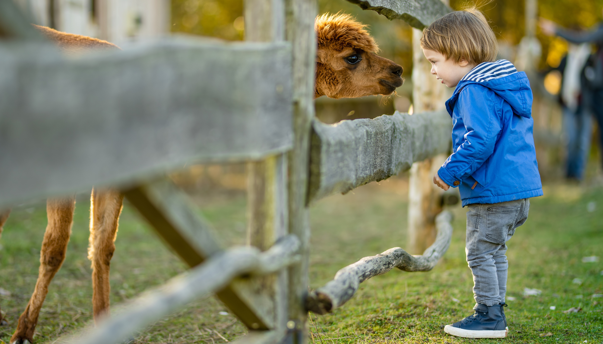 Bauernhoftiere hautnah - Wer hält hier länger durch? - © MNstudio_AdobeStock