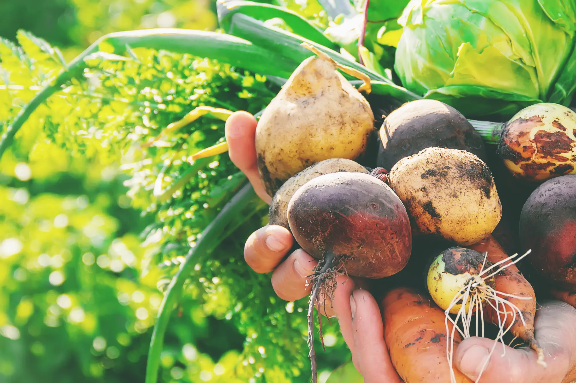 Heimische Kartoffeln ernten - © yanadjan_AdobeStock