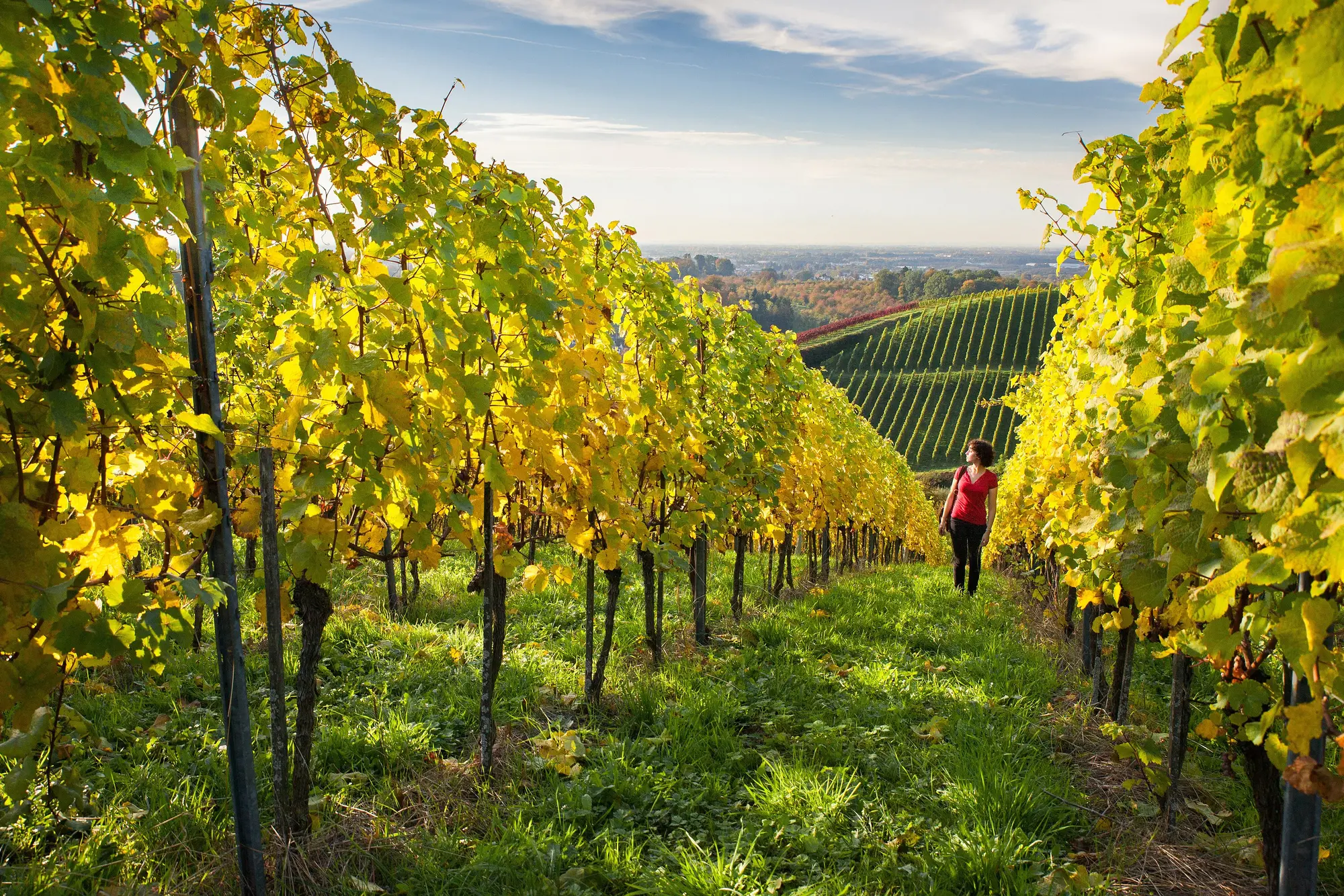 Wandern in den Reben Südbadens - © TI-Sasbachwalden