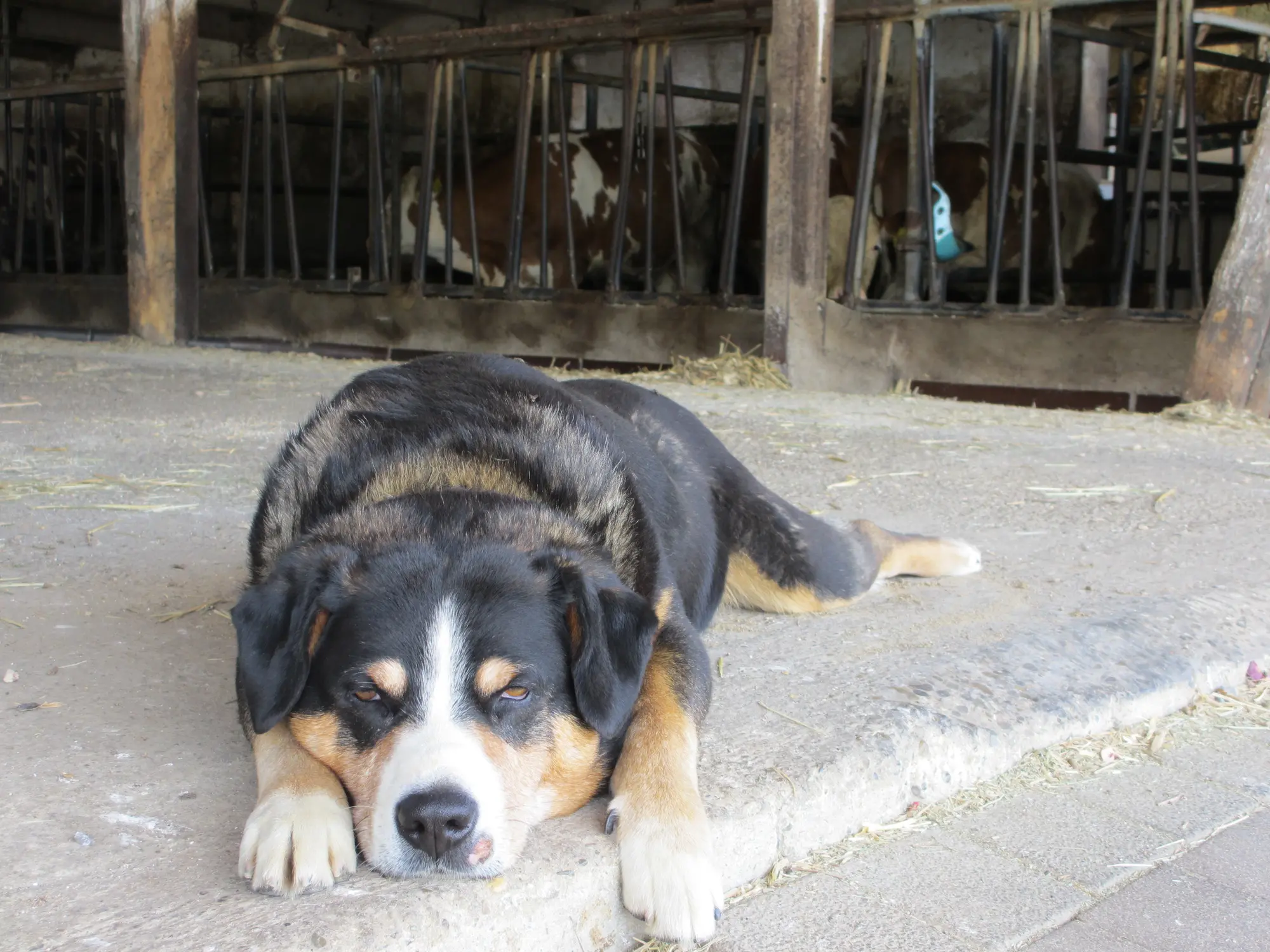 Urlaub mit Hund - © Bröhmer